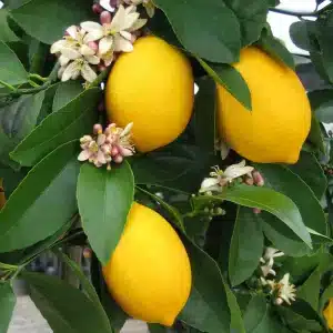 ***Dwarf Meyer Lemon