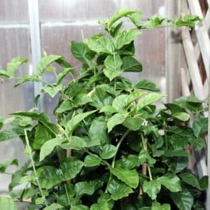 *Arabian Jasmine