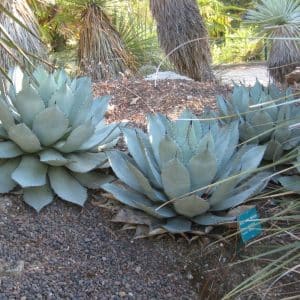 ***Artichoke Agave