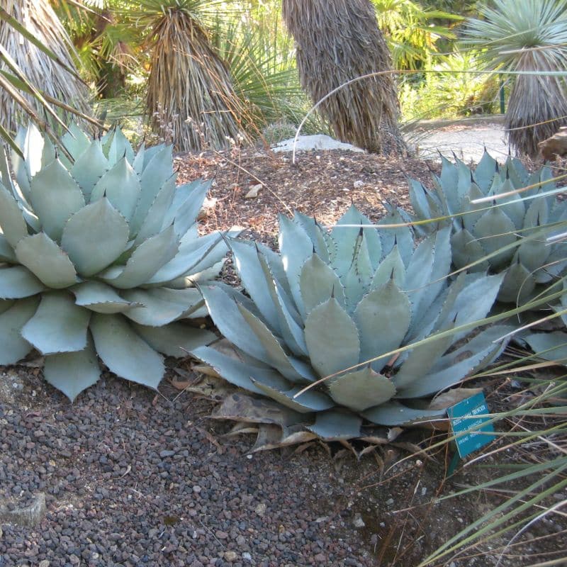 ***Artichoke Agave