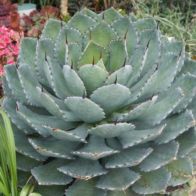 ***Artichoke Agave - Image 2