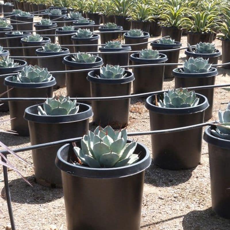 ***Artichoke Agave - Image 3