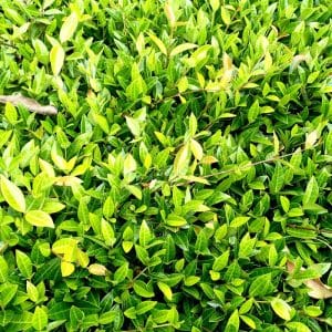 *Asian Jasmine