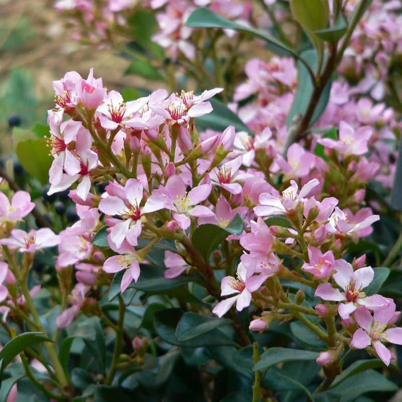 *Ballerina Hawthorn