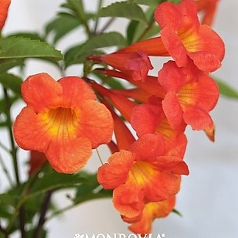 *Bells of Fire - Image 2