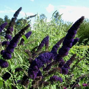 *Black Knight Butterfly Bush