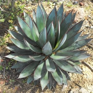 ***Blue Glow Agave