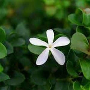 *Boxwood Beauty Natal Plum