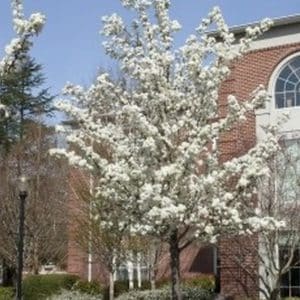 *Bradford Pear