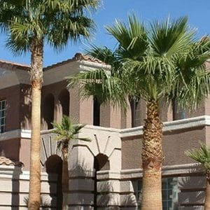 *California Fan Palm