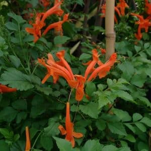 *Cape Honeysuckle / ***Cape Honeysuckle Espalier