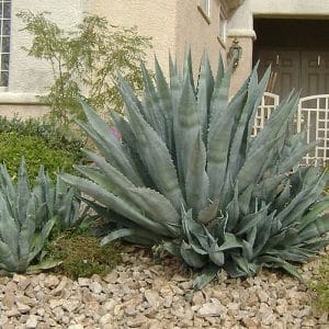 *Century Plant