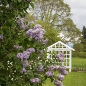 *Common Lilac