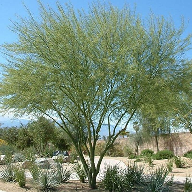 *Desert Museum Palo Verde Tree