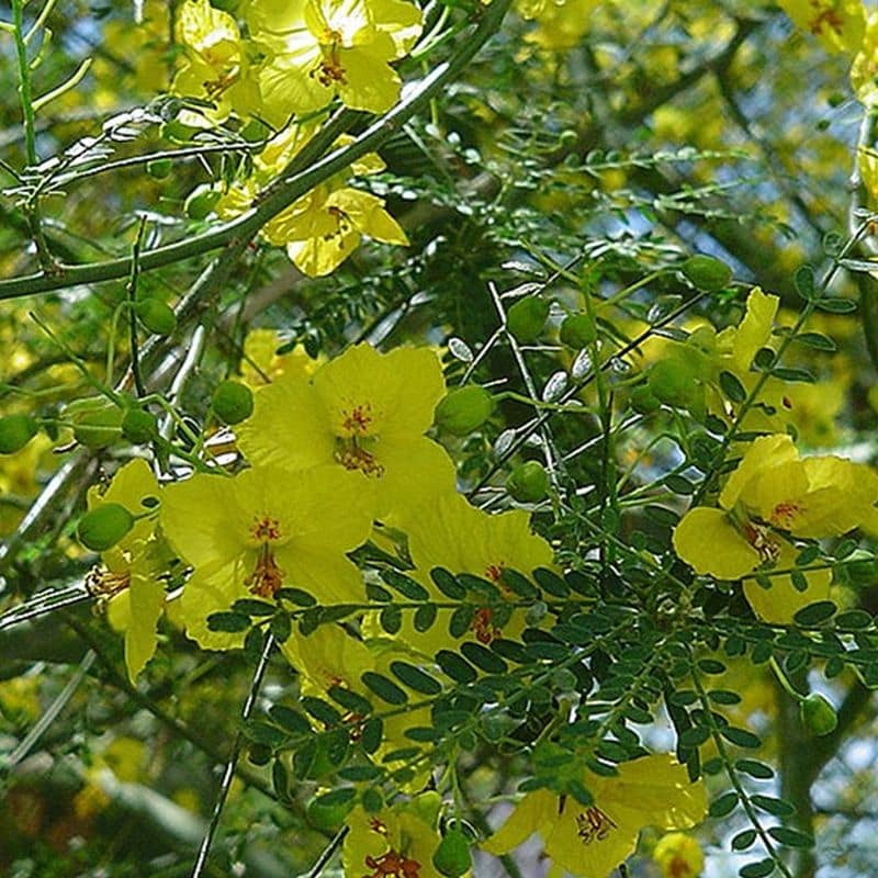 *Desert Museum Palo Verde Tree - Image 2