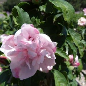 *Double Pink Rose of Sharon