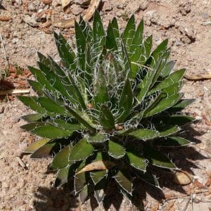 *Durango Delight Agave