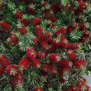 *Dwarf Bottlebrush