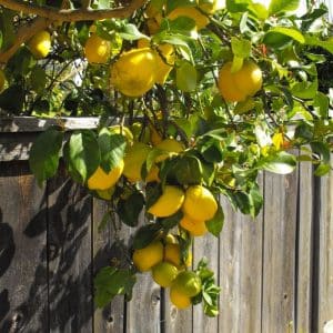 ***Dwarf Eureka Lemon