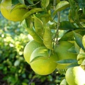 ***Dwarf Mexican Lime