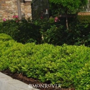 *Dwarf Mock Orange