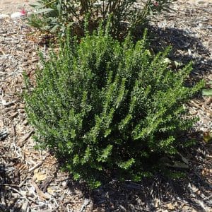 *Dwarf Myrtle
