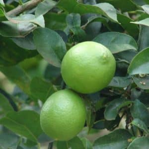 ***Dwarf Sweet Lime