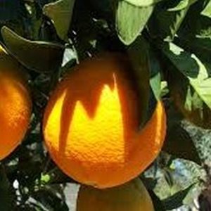 ***Dwarf Valencia Orange