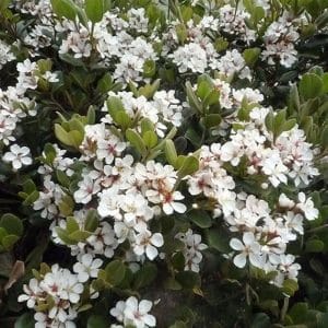 *Dwarf Yedda Hawthorn