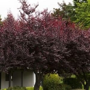 *Flowering Plum