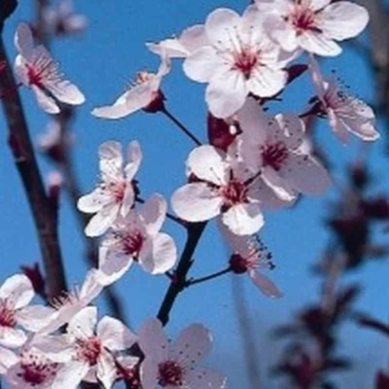 *Flowering Plum - Image 2