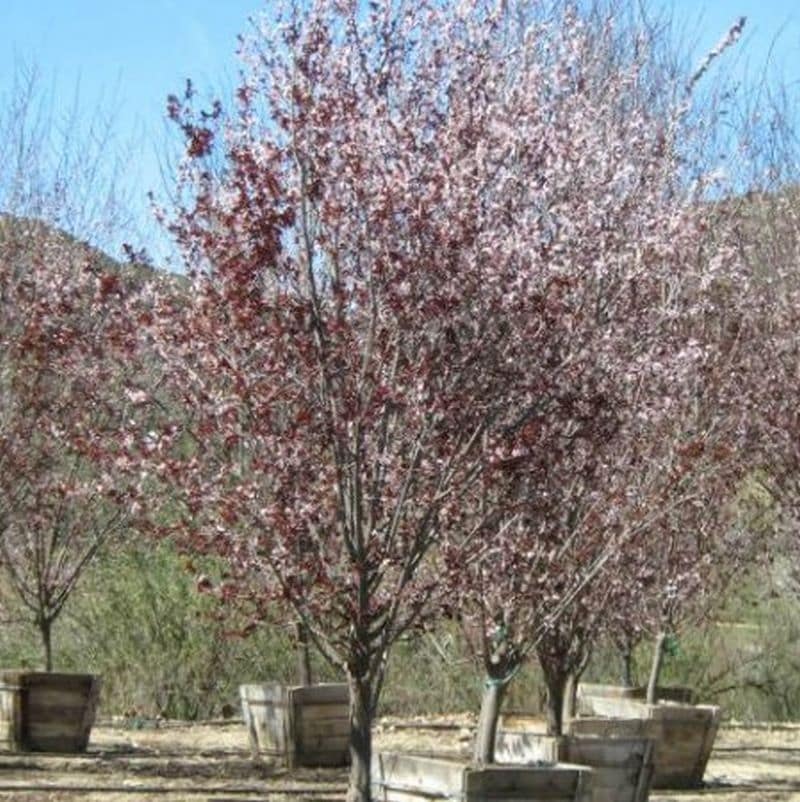 *Flowering Plum - Image 3