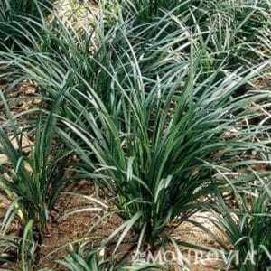 *Giant Lily Turf