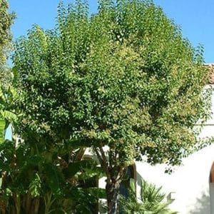 *Glossy Privet Tree
