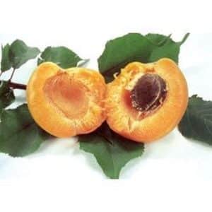 ***Gold Kist Apricot