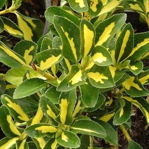 *Gold Spot Euonymus