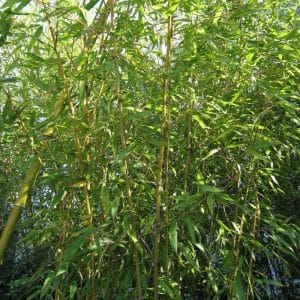 *Golden Bamboo