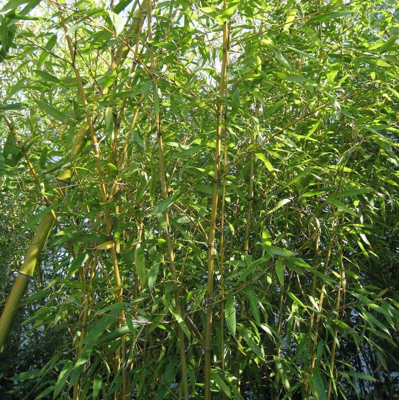 *Golden Bamboo