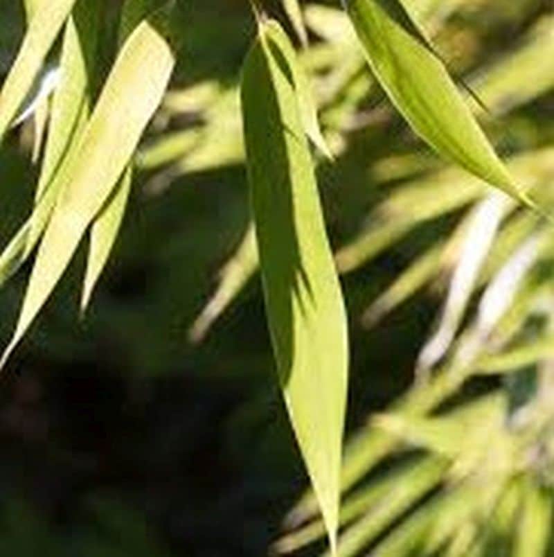 *Golden Bamboo - Image 2