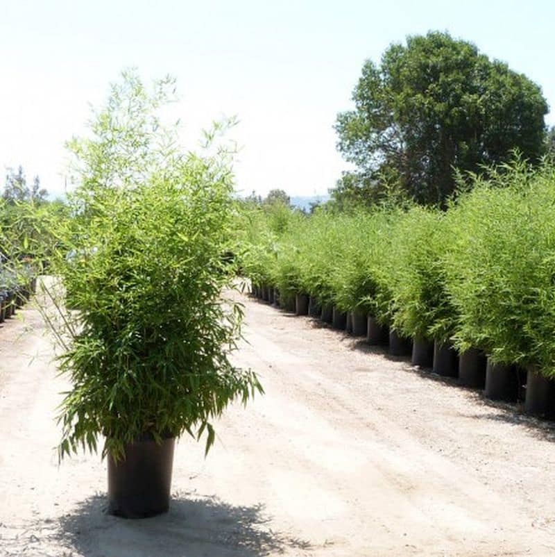 *Golden Bamboo - Image 3