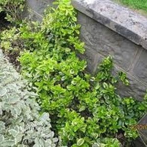 *Golden Euonymus