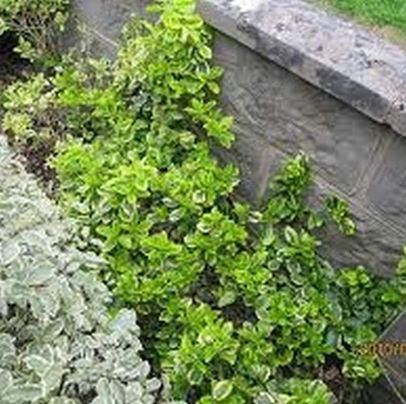 *Golden Euonymus