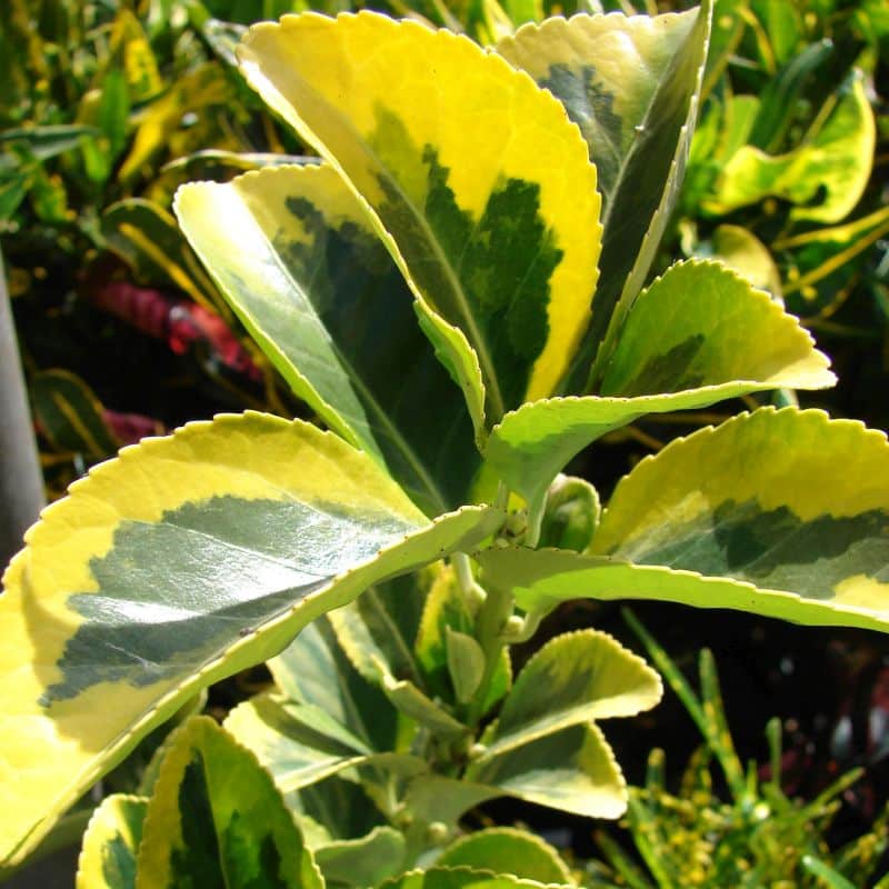 *Golden Euonymus - Image 2