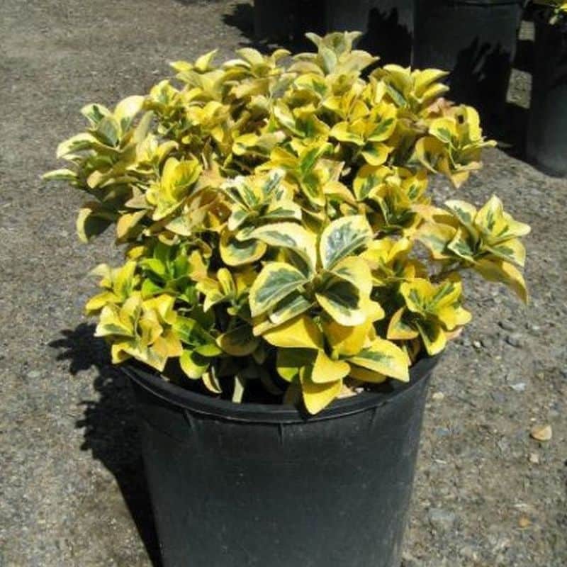 *Golden Euonymus - Image 3