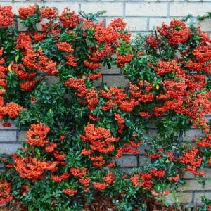 *Graber Pyracantha Staked