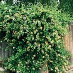 *Halls Honeysuckle Staked