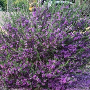 *Heavenly Cloud Texas Sage
