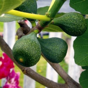 Fruits