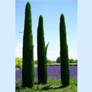 *Italian Cypress