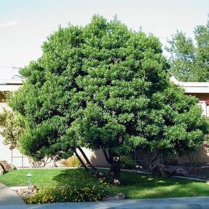 ***Japanese Blueberry Tree
